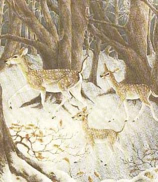 SCARCE 1980 1st Ed Poetry `Bird, Beast & Flower' w/ DJ – Marie Angel PAINTINGS / Nature / Art / Anthology SCARCE 1980 1st Ed Poetry `Bird, Beast & Flower' w/ DJ – Marie Angel PAINTINGS / Nature / Art / Anthology