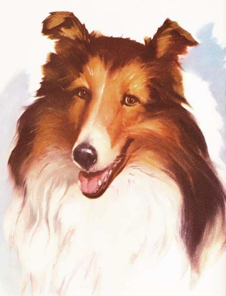 SCARCE 1970 `An Album of Dogs' Marguerite Henry - Lithograph Prints, Wesley Dennis Illustrations, Dog Art SCARCE 1970 `An Album of Dogs' Marguerite Henry - Lithograph Prints, Wesley Dennis Illustrations, Dog Art