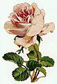 The Heritage Rose The Heritage Rose