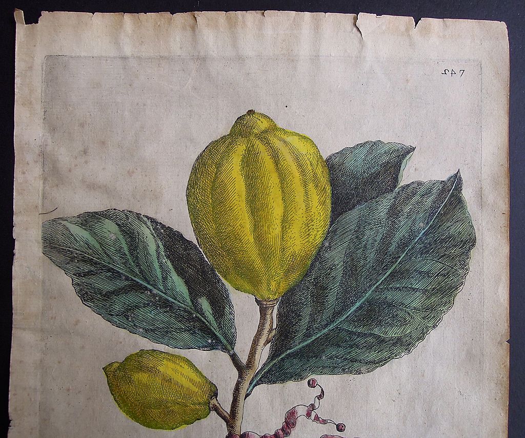 Antique Engraving of Citrus Fruit 1646 from Hesperides sive, De Malorum Aureorum Antique Engraving of Citrus Fruit 1646 from Hesperides sive, De Malorum Aureorum