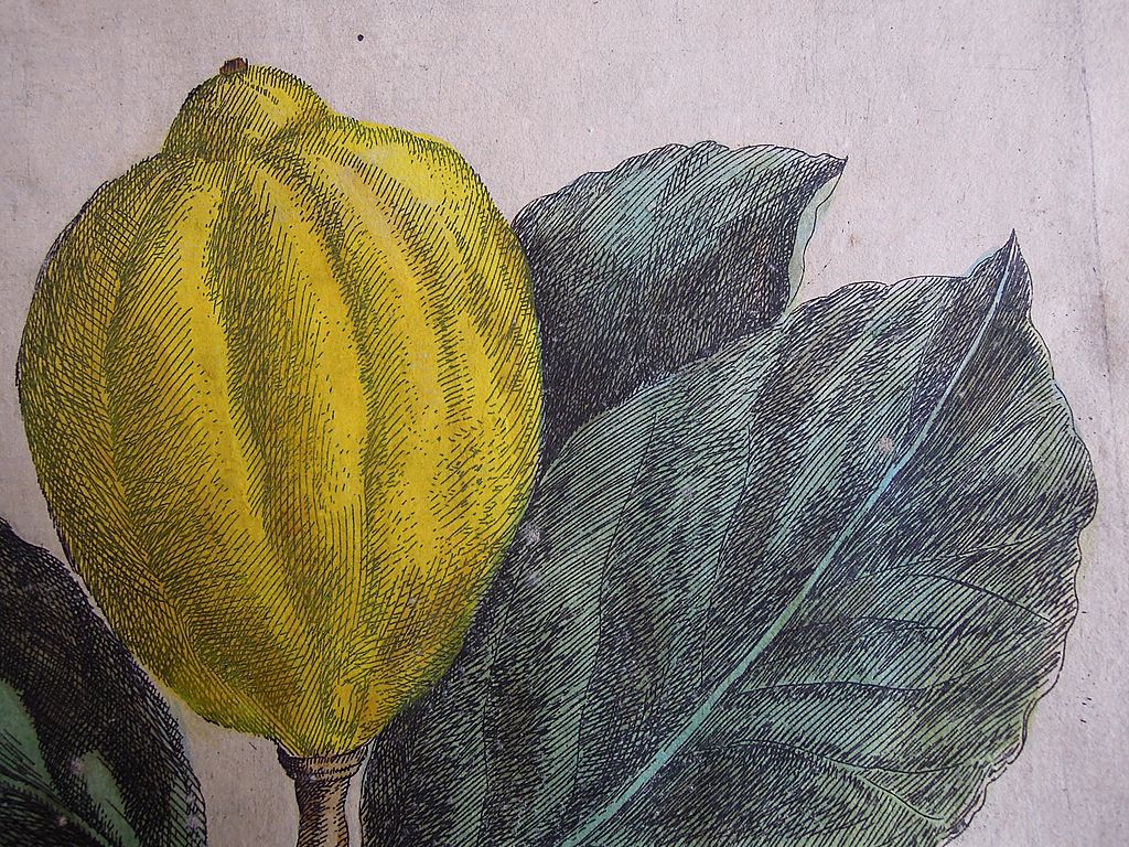 Antique Engraving of Citrus Fruit 1646 from Hesperides sive, De Malorum Aureorum Antique Engraving of Citrus Fruit 1646 from Hesperides sive, De Malorum Aureorum