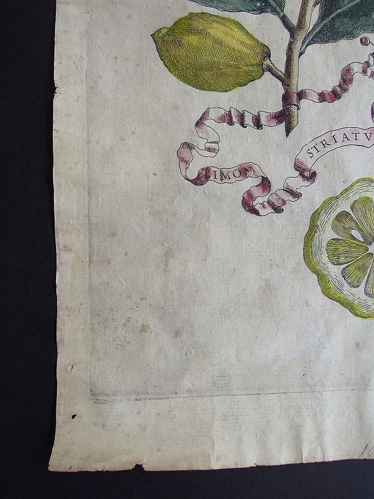 Antique Engraving of Citrus Fruit 1646 from Hesperides sive, De Malorum Aureorum Antique Engraving of Citrus Fruit 1646 from Hesperides sive, De Malorum Aureorum