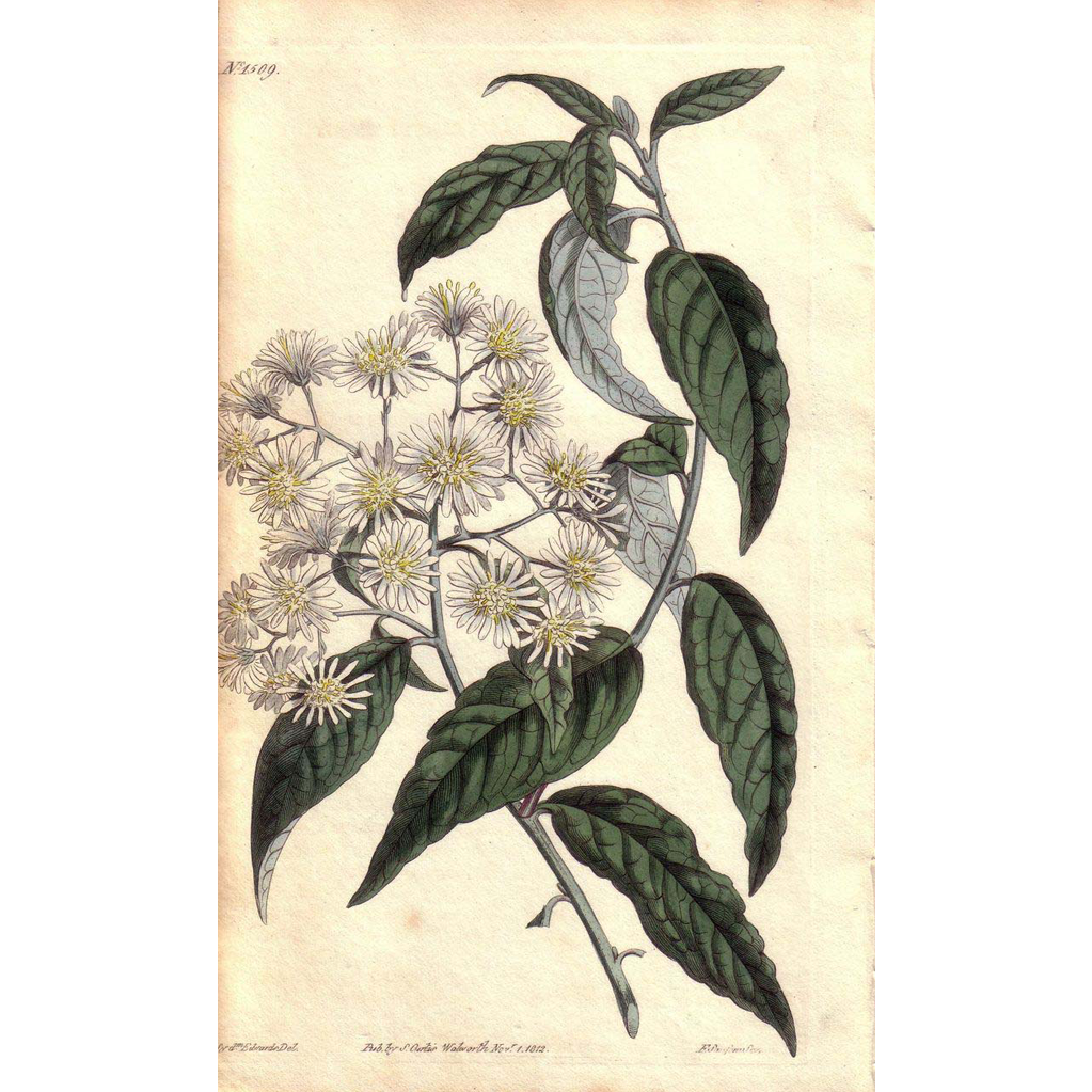 Lovely Engraving from William Curtis BOTANICAL MAGAZINE Lovely Engraving from William Curtis BOTANICAL MAGAZINE