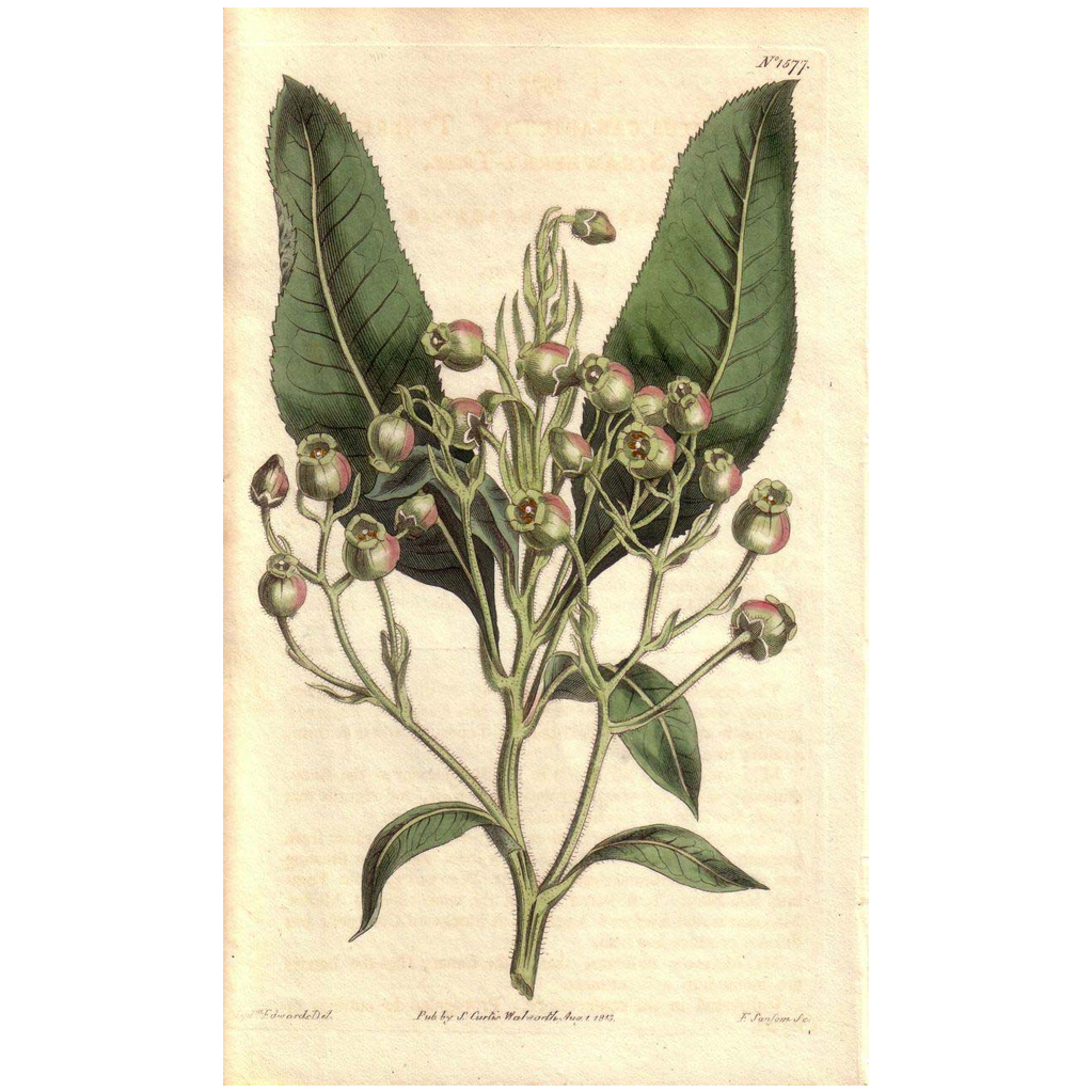 Lovely Engraving from William Curtis BOTANICAL MAGAZINE Lovely Engraving from William Curtis BOTANICAL MAGAZINE