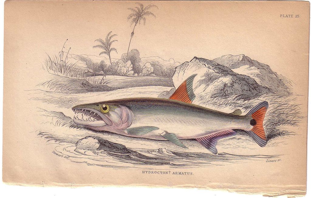 C. 1840 Detailed Engraving by William Lizars, Hydrocyon Armatus C. 1840 Detailed Engraving by William Lizars, Hydrocyon Armatus
