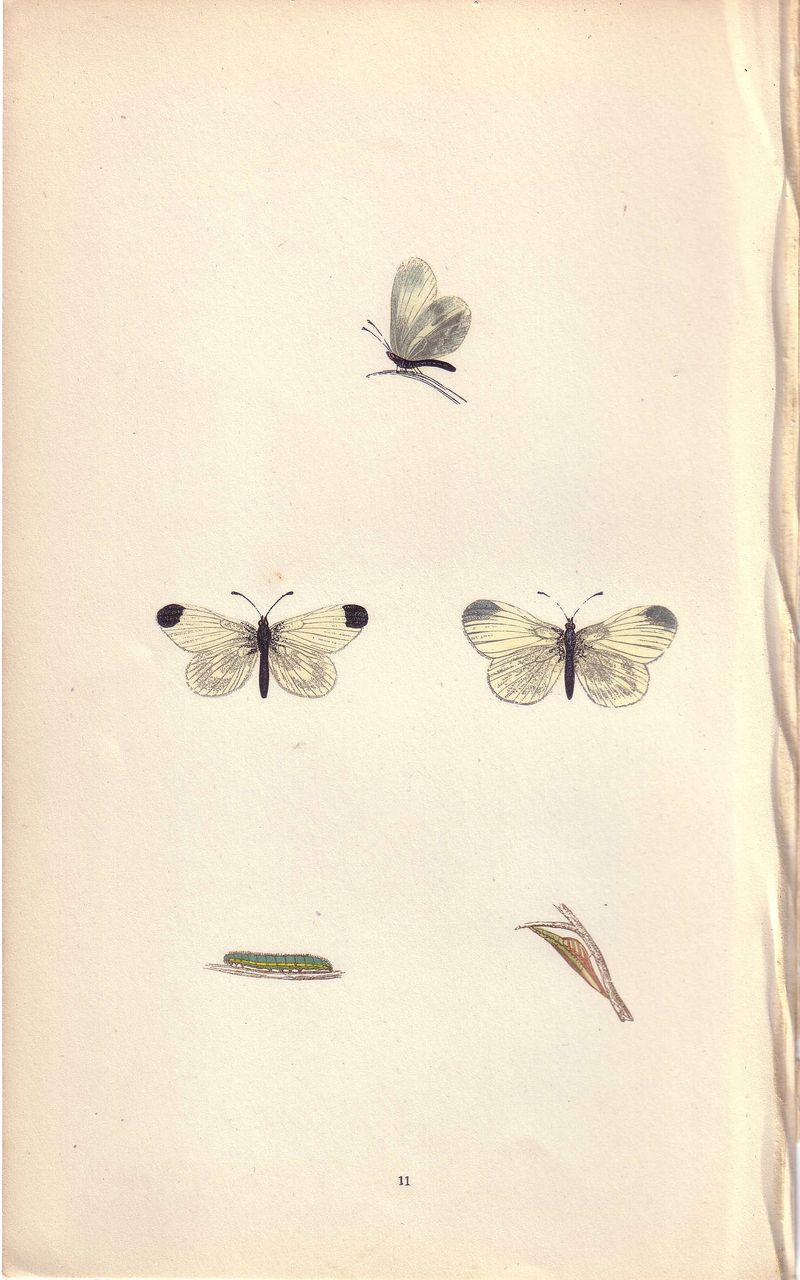 Lovely Hand-Colored Engraving Butterfly WOOD WHITE, Morris Lovely Hand-Colored Engraving Butterfly WOOD WHITE, Morris