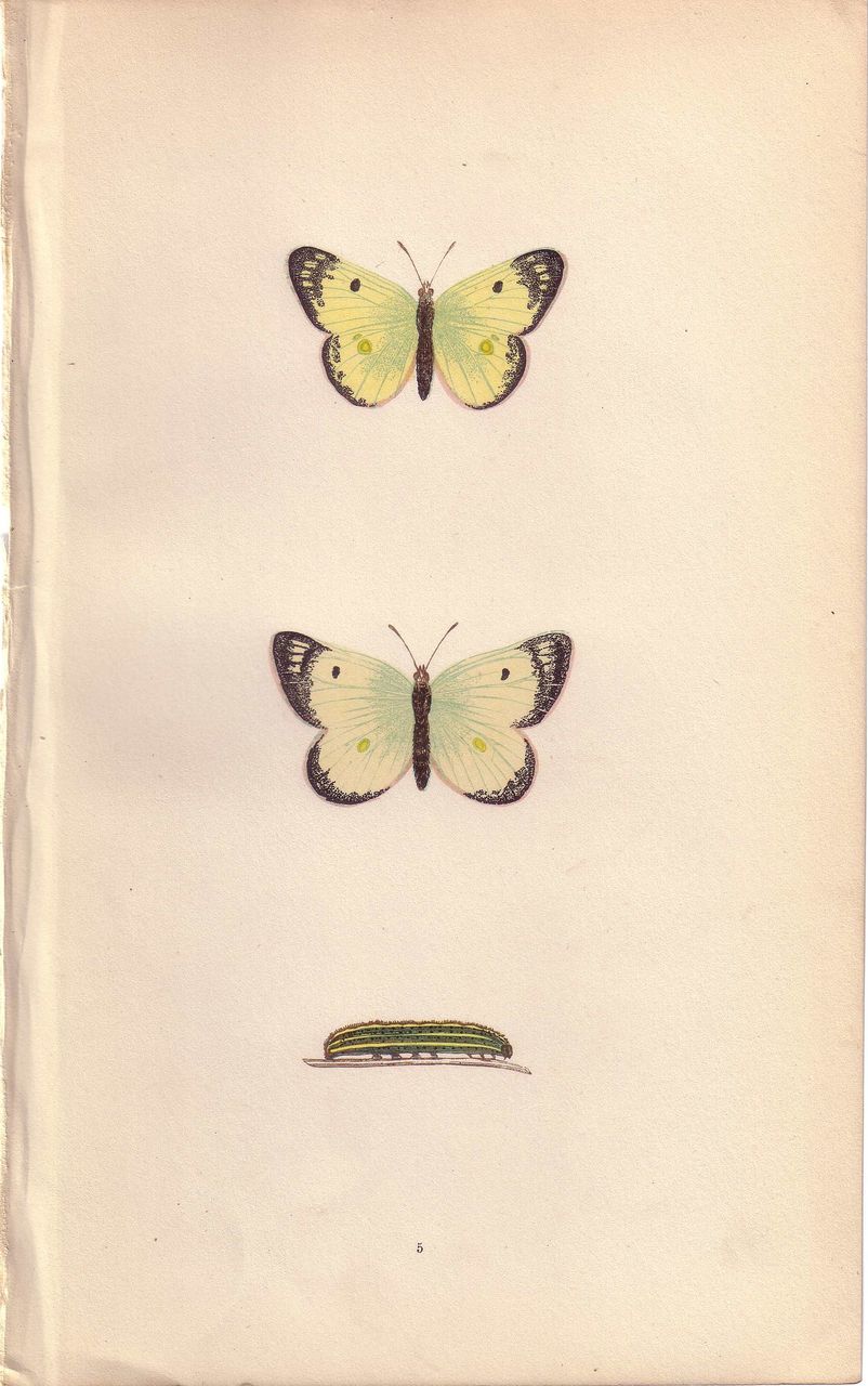 Lovely Hand-Colored Engraving PALE CLOUDED YELLOW Butterfly Lovely Hand-Colored Engraving PALE CLOUDED YELLOW Butterfly