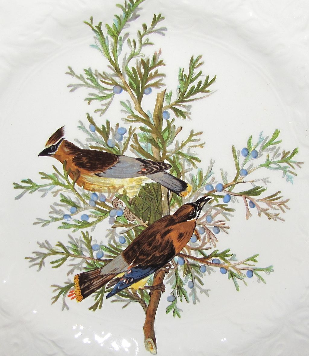 Square Audubon Dessert Plate, CEDAR BIRD, Alfred Meakin Square Audubon Dessert Plate, CEDAR BIRD, Alfred Meakin