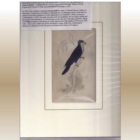 Rare 1833 Hand-Colored Engraving by Joseph B. Kidd, VIOLET BLUE PARRAKEET Rare 1833 Hand-Colored Engraving by Joseph B. Kidd, VIOLET BLUE PARRAKEET