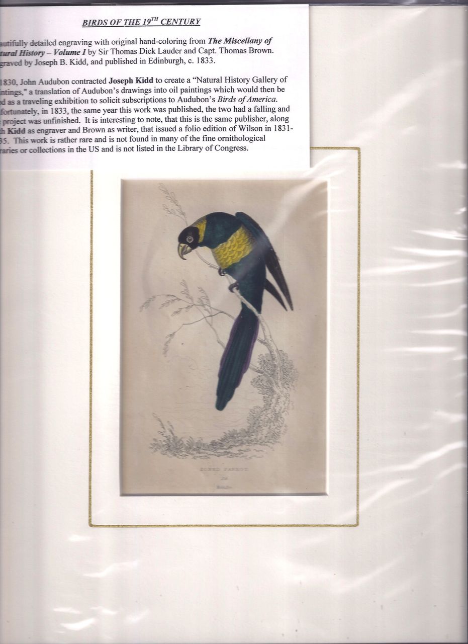 19th Century Engraving by Joseph B. Kidd, ZONED PARROT, Matted 19th Century Engraving by Joseph B. Kidd, ZONED PARROT, Matted