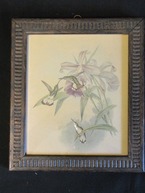 Vintage Framed Print of Hummingbirds Vintage Framed Print of Hummingbirds