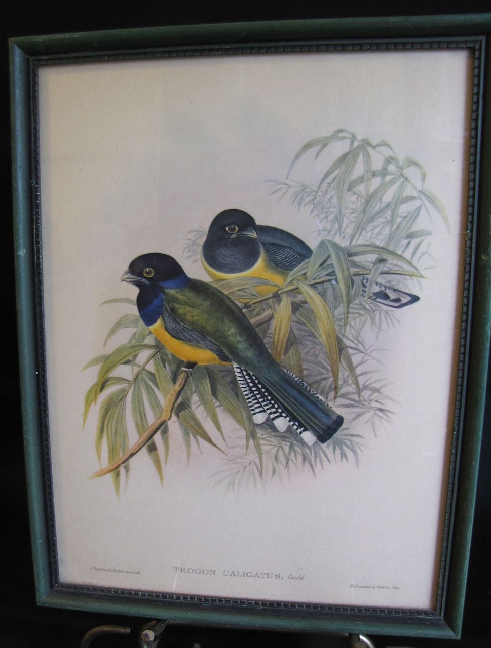 Decorative Vintage Framed Bird Print, TROGON CALIGATUS, Gould Decorative Vintage Framed Bird Print, TROGON CALIGATUS, Gould