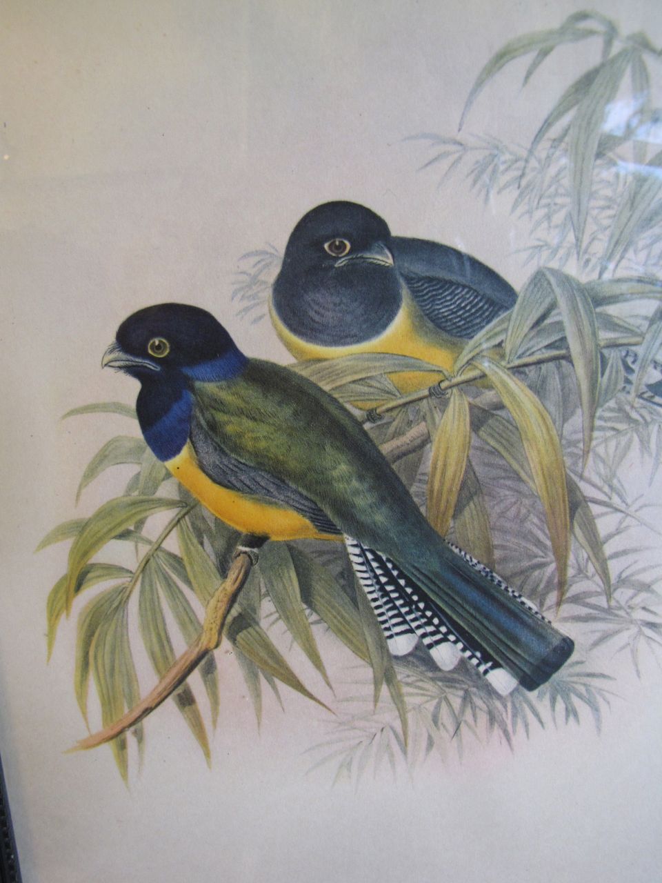 Decorative Vintage Framed Bird Print, TROGON CALIGATUS, Gould Decorative Vintage Framed Bird Print, TROGON CALIGATUS, Gould