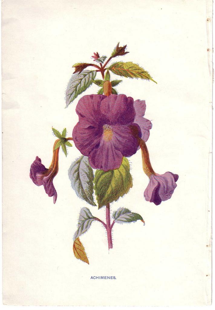 Lovely Botanical Print from an Antique Natural History Book Lovely Botanical Print from an Antique Natural History Book