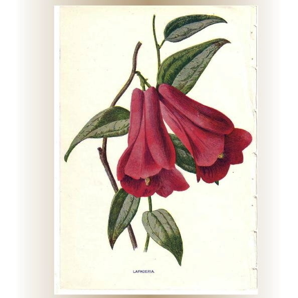 Lovely Botanical Print from an Antique Natural History Book Lovely Botanical Print from an Antique Natural History Book
