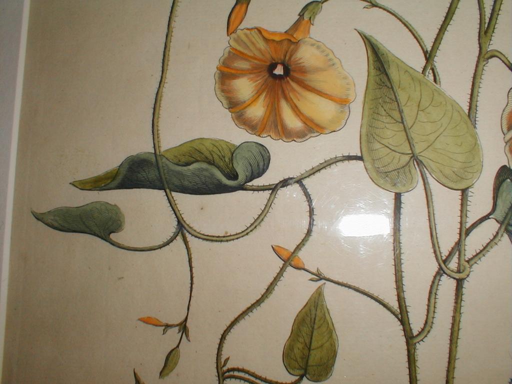 Wonderful Original Botanical Engraving, Commelin 1697-1701 Wonderful Original Botanical Engraving, Commelin 1697-1701