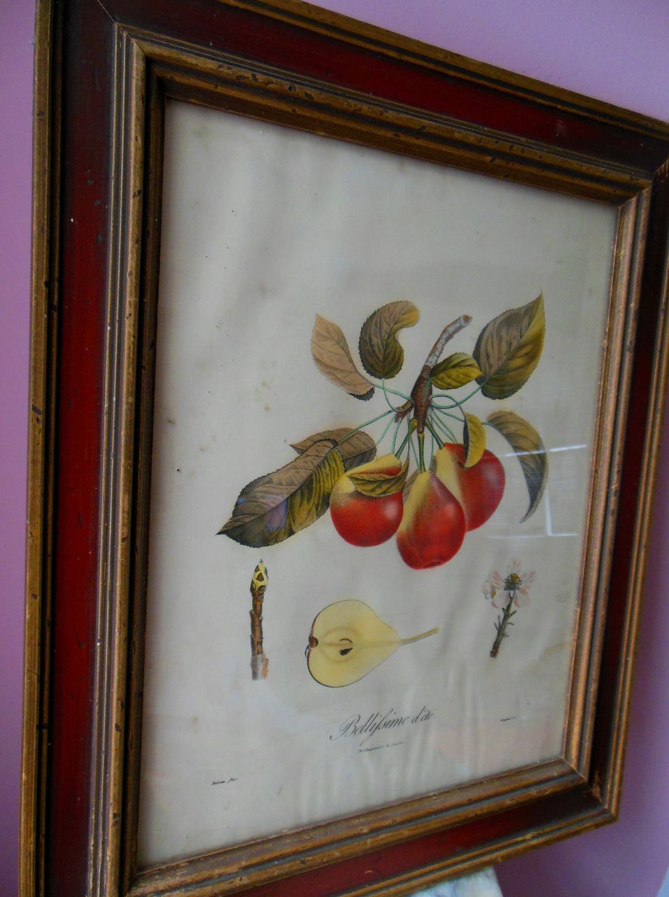 19C French Fruit Botanical Langlois PEAR Engraving 19C French Fruit Botanical Langlois PEAR Engraving