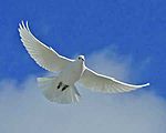 White Dove