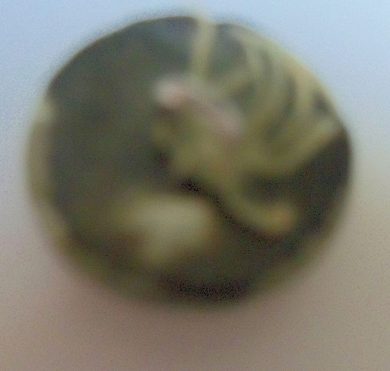 Button Small Mother of Pearl and Brass Floral Button Small Mother of Pearl and Brass Floral