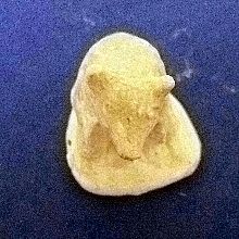 Vintage Chalkware Figural Bear Vintage Chalkware Figural Bear