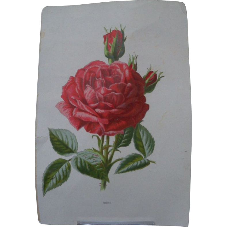 Book Print Single Rose Flower and Buds Book Print Single Rose Flower and Buds