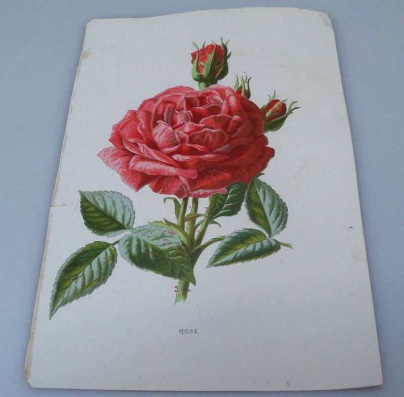 Book Print Single Rose Flower and Buds Book Print Single Rose Flower and Buds