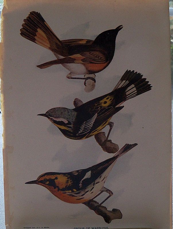 Three Book Prints of Birds Three Book Prints of Birds