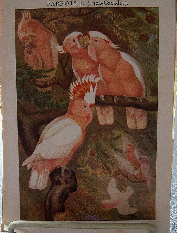 Three Book Prints of Birds Three Book Prints of Birds