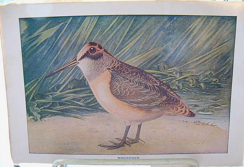 Three Book Prints of Birds Three Book Prints of Birds