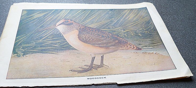 Three Book Prints of Birds Three Book Prints of Birds