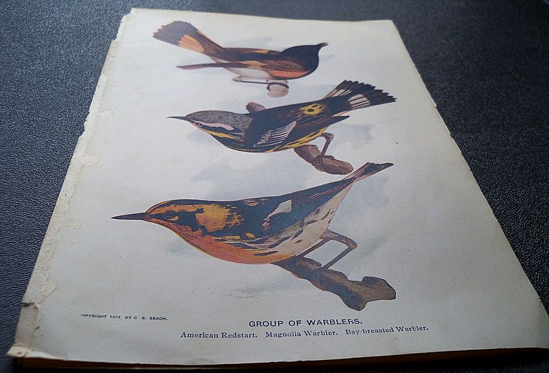 Three Book Prints of Birds Three Book Prints of Birds