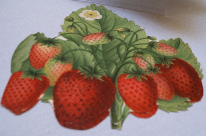 Three Victorian Scraps of Luscious Strawberries Three Victorian Scraps of Luscious Strawberries