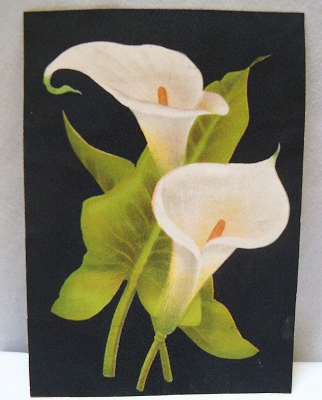 Advertising Trade Card Calla Lillies on Black Advertising Trade Card Calla Lillies on Black