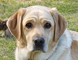 Yellow Dog