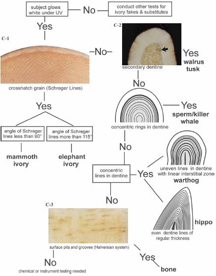 Ivory : Genuine, Fake, and Confusing