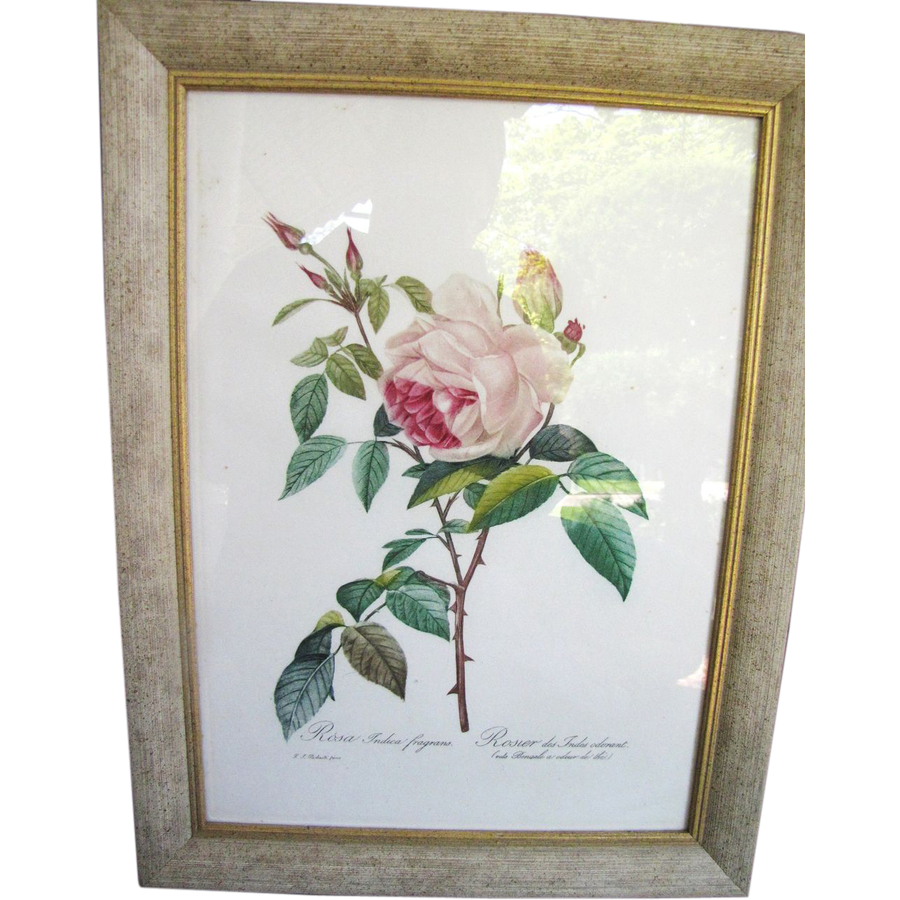 P J Redoute Aqua-tinted Lithograph in Custom Frame,1954, Rosa Indica ...