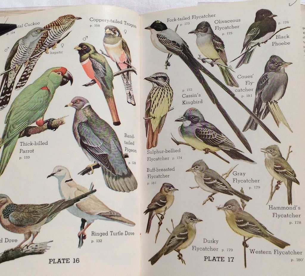 1957 Audubon Western Bird Guide By Richard H. Pough from ...