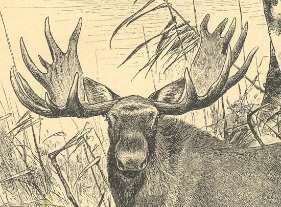 Moose: Antique Lithograph 1898 from curioshop on Ruby Lane